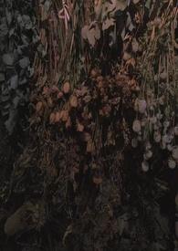 雀鸟难逃金笼未删减在线阅读